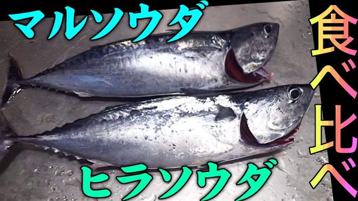 ソウダガツオを釣って食う【マルソウダとヒラソウダで土佐造りを作って食べ比べてみた】