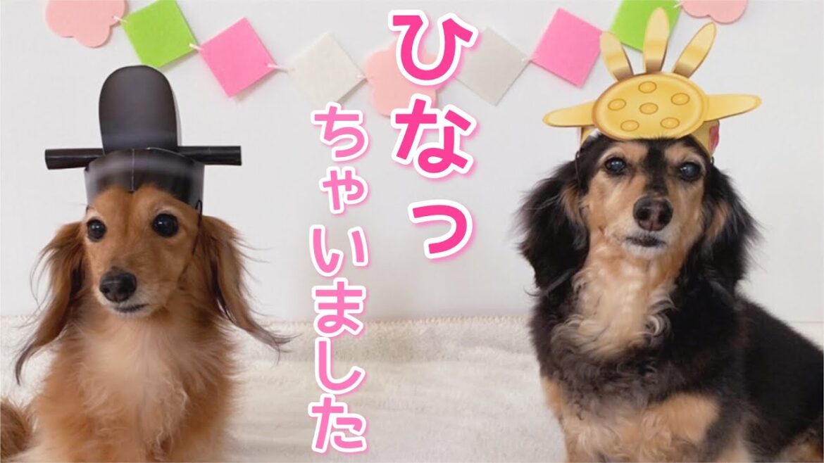 【ダックスフンド】桃の節句☆うれしい楽しい～ひなまつり☆