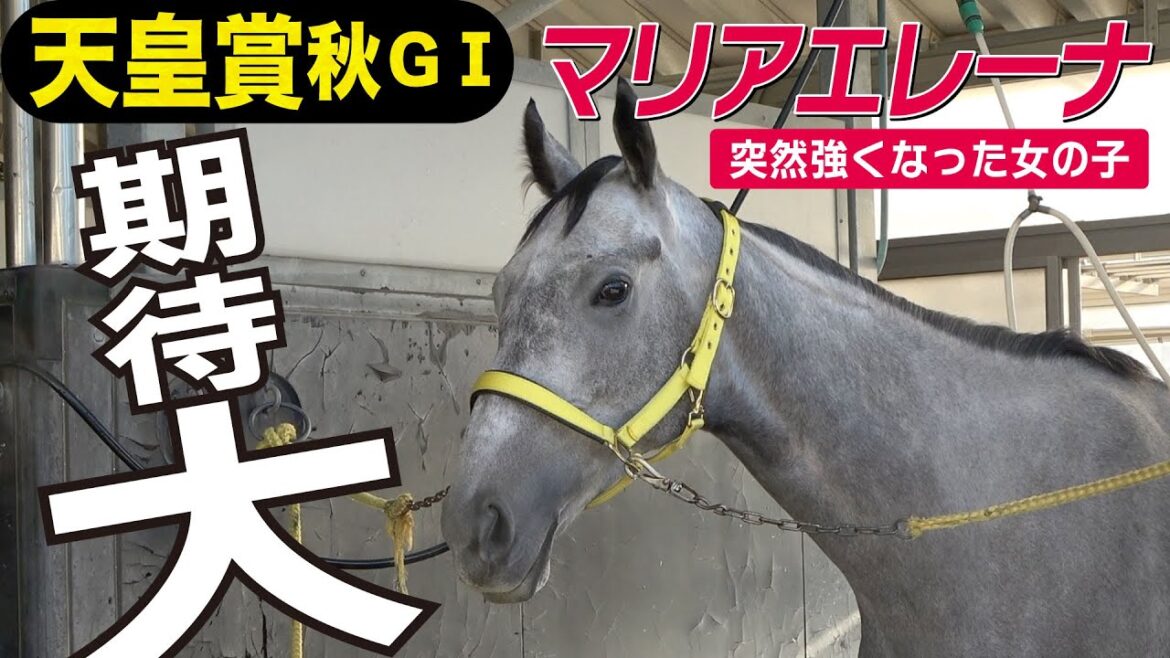 【天皇賞・秋2022】マリアエレーナ・吉田厩舎高島助手インタビュー「突然強くなった女の子」「期待は大きいです」