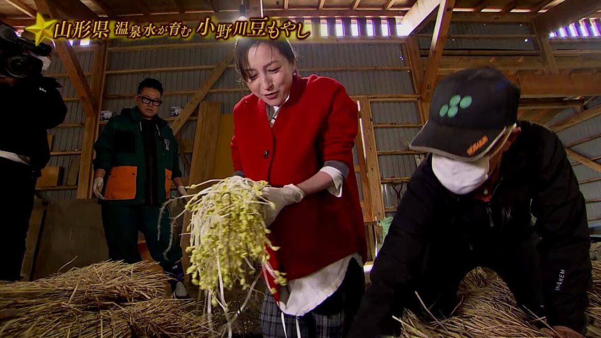 満天☆青空レストラン　12/24放送「山形県　小野川豆もやし」