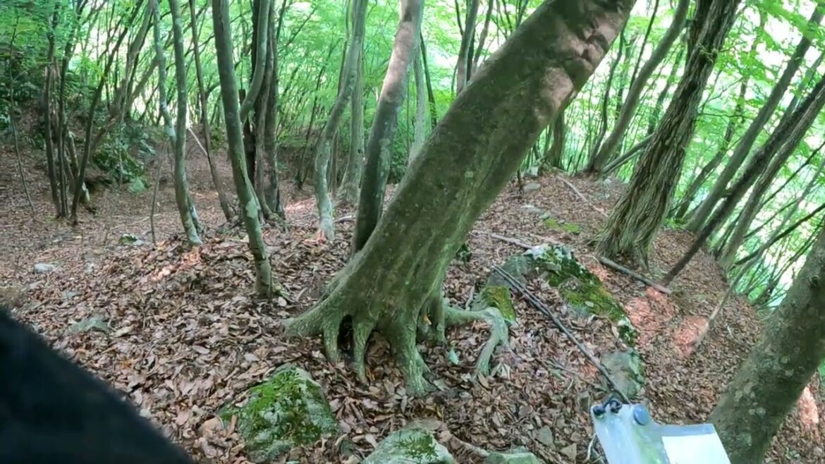 22年7月　山梨県道志村　枯れ沢途中撤退→西側破線ルート→下山