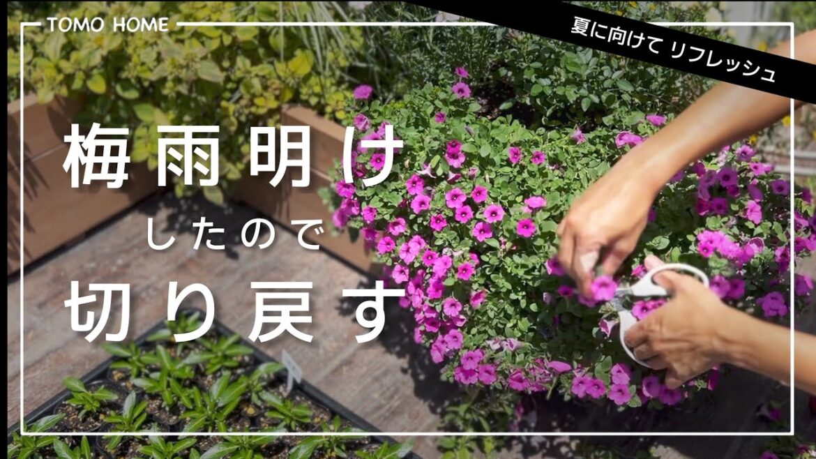 切り戻しでリフレッシュ・梅雨明け後にやっておきたい園芸作業 切り戻しでリフレッシュ・梅雨明け後にやっておきたい園芸作業