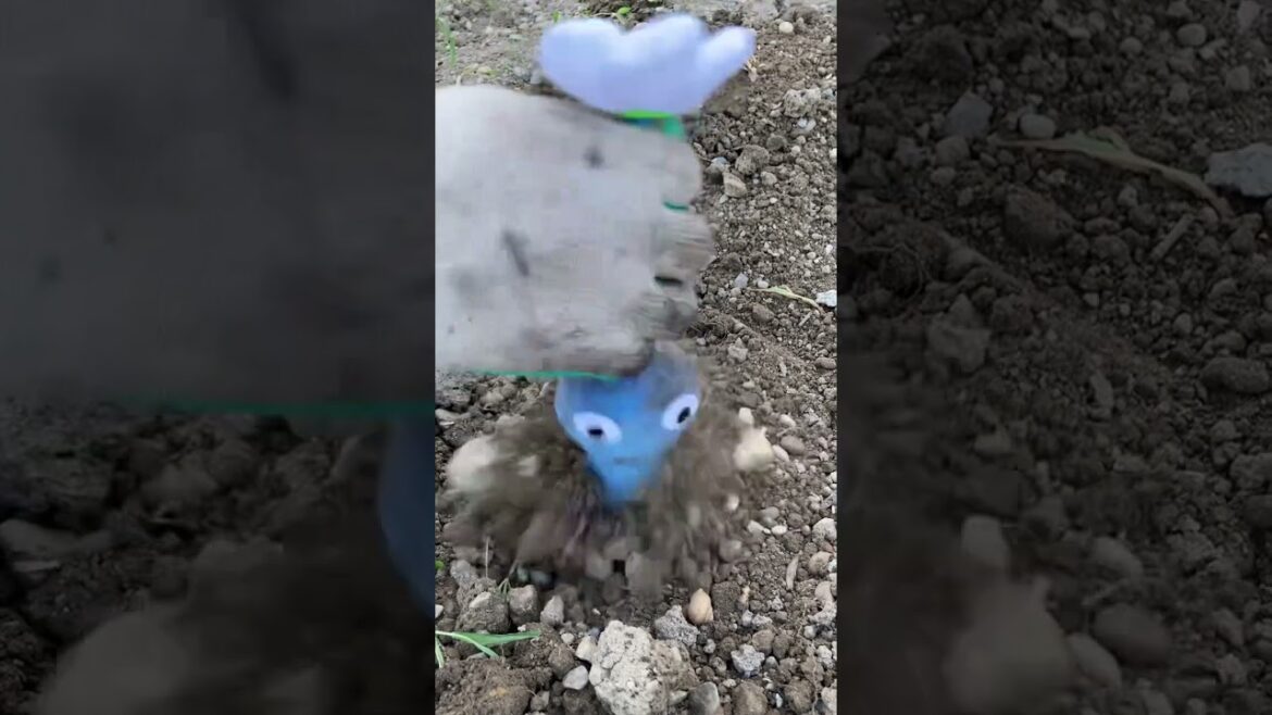 引っこ抜かれる青ピクミン