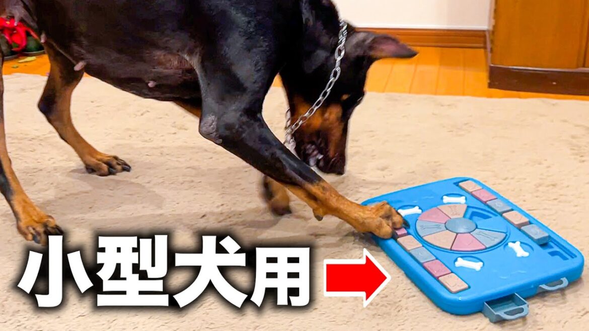 知育玩具をドーベルマンに与えてみた結果 知育玩具をドーベルマンに与えてみた結果