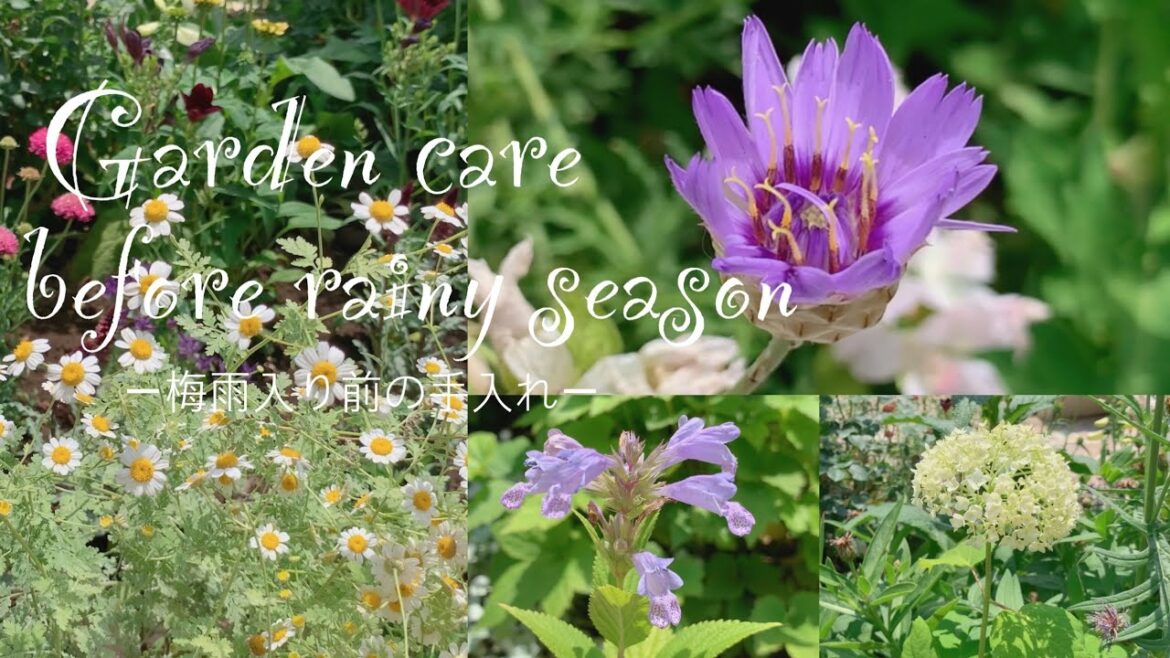 《梅雨入り前の手入れでさっぱりした庭》ガーデニング《T's Garden》