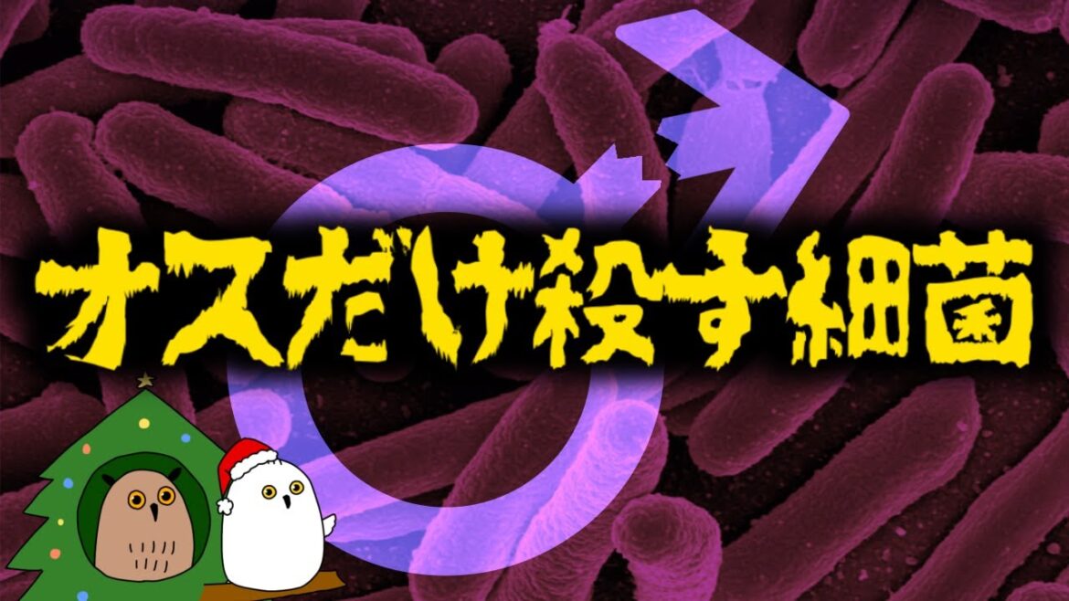 【ゆっくり解説】オスはいなくなる？オス殺しとミトコンドリア【 進化論 / 科学 / 性教育 / クリスマス 】