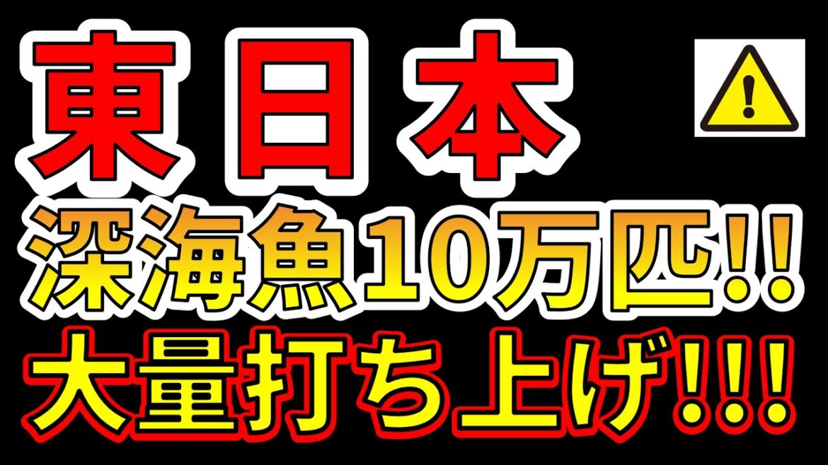 【要注意！】東日本で10万匹の深海魚が大量打ち上げ！！巨大地震の前兆か！？わかりやすく解説します！