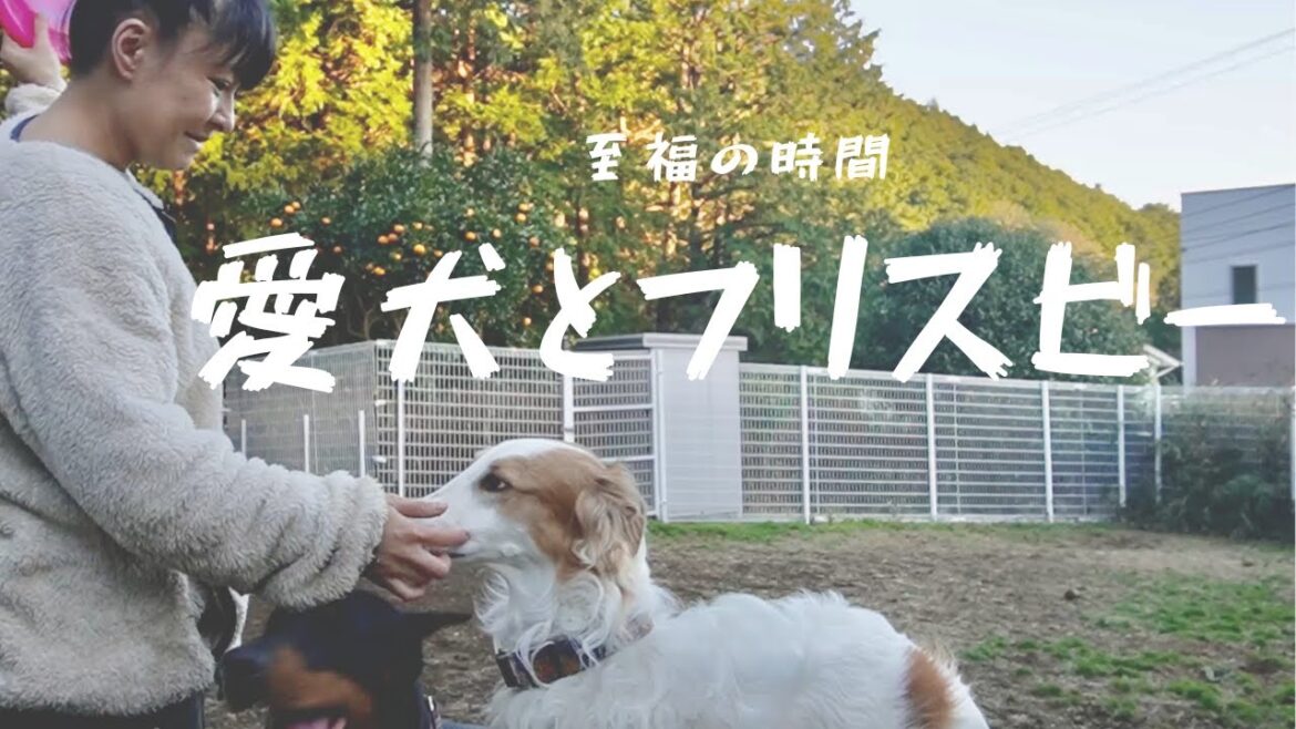 愛犬ドーベルマンとフリスビー