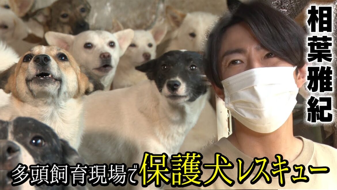 相葉雅紀が２７匹の多頭飼育の現場へ！保護犬レスキュー！【part1】