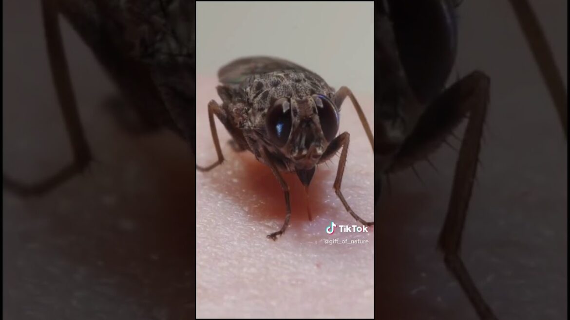 深田恭子のプニプニの腕にモスキート！！