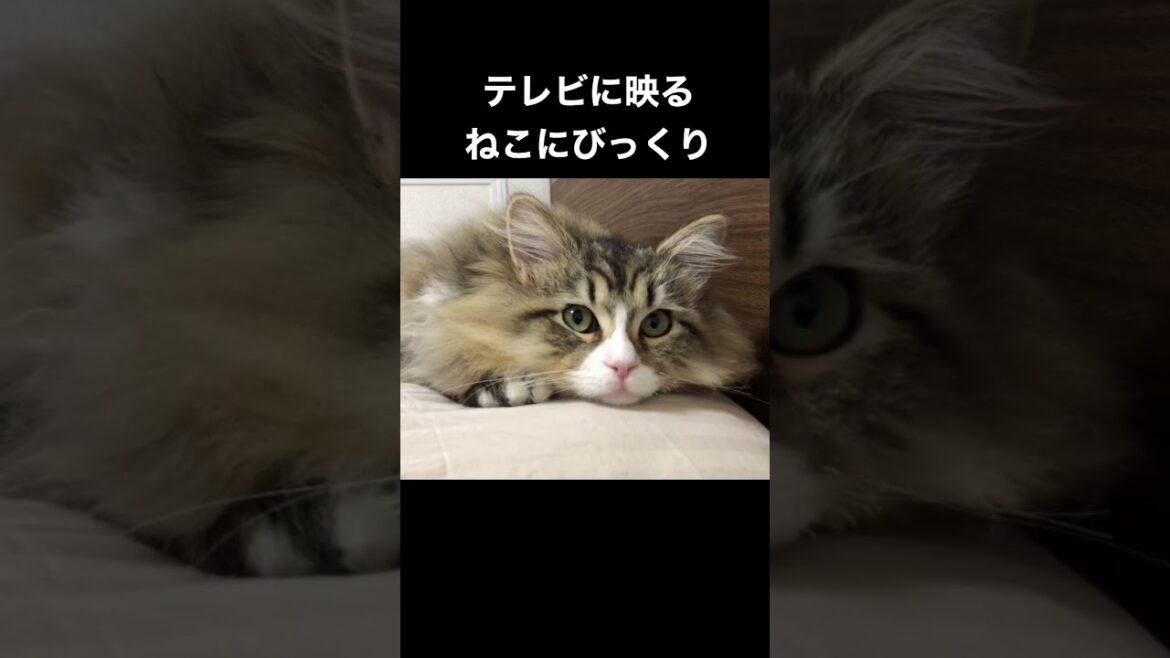 テレビに映るねこにびっくり！【サイベリアン】He is watching a cat on tv.