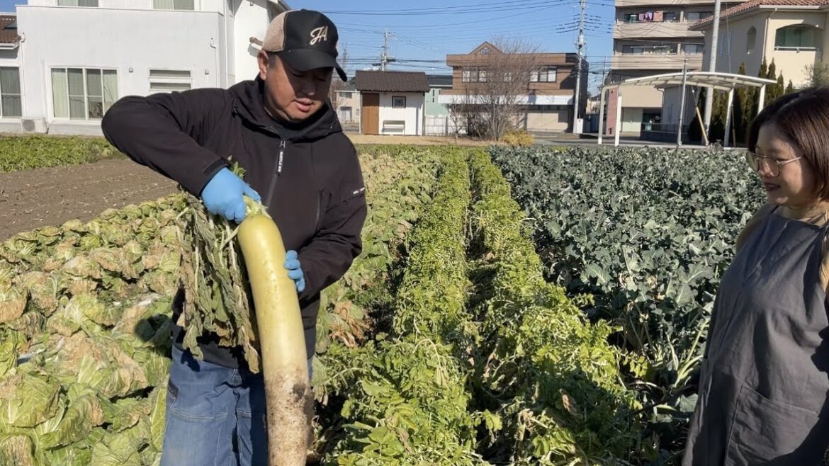石灰窒素やめて米ぬか使ったら野菜の連作障害が無くなりました 23/1/13
