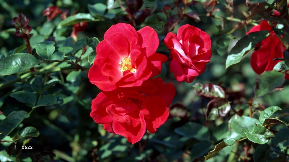 今日の日はさようなら（森山良子）昭和42年