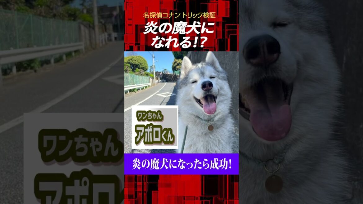 【名探偵コナン検証】かわいいワンちゃんが炎の魔犬になる方法。