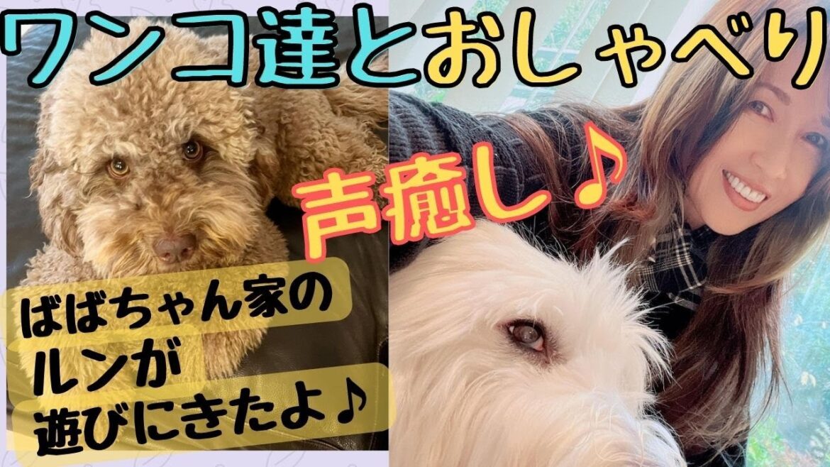 【工藤静香】- 愛犬達とお喋りする工藤静香、癒され動画♪