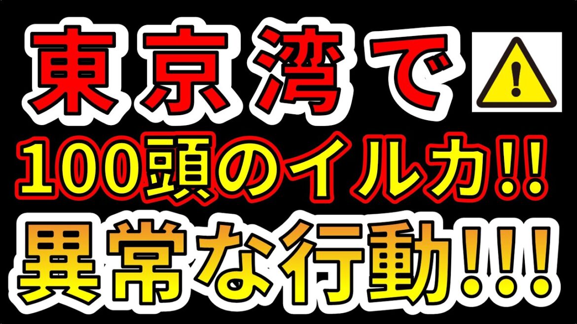 【要注意！】東京湾にイルカ100頭が現れました！超巨大地震の前兆か！？わかりやすく解説します！