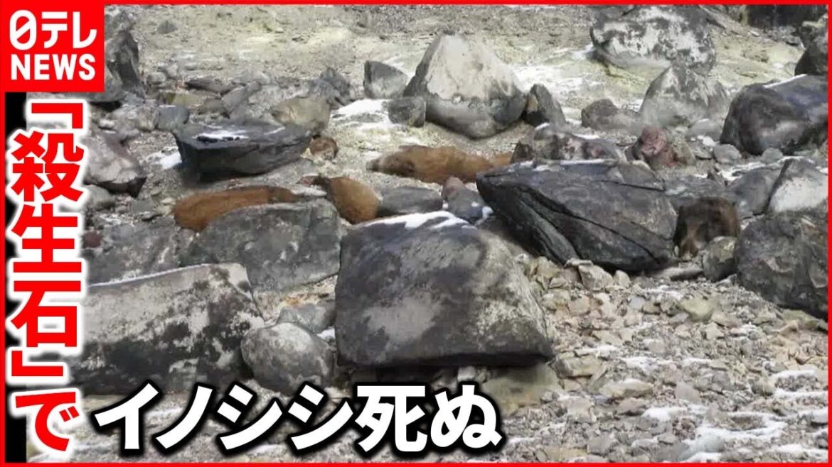 【何が】一度に8頭の死がい…硫化水素を吸い込んだか 栃木・那須町 【何が】一度に8頭の死がい…硫化水素を吸い込んだか 栃木・那須町