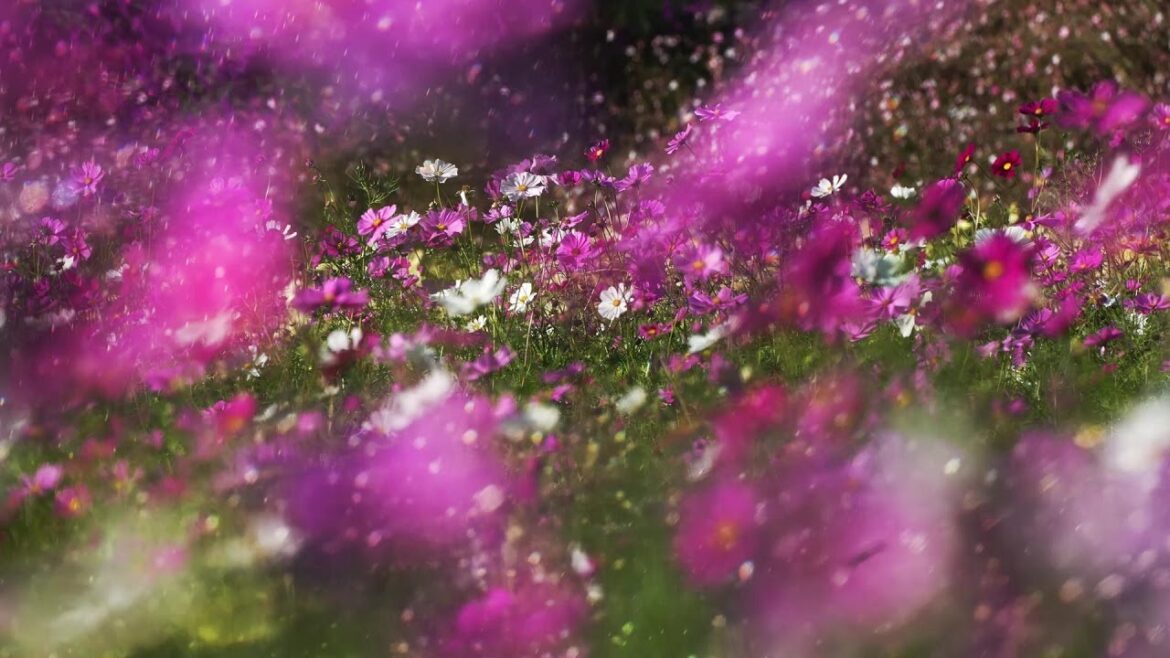 α7R V:蜷川実花氏映像作品「Untitled」【ソニー公式】