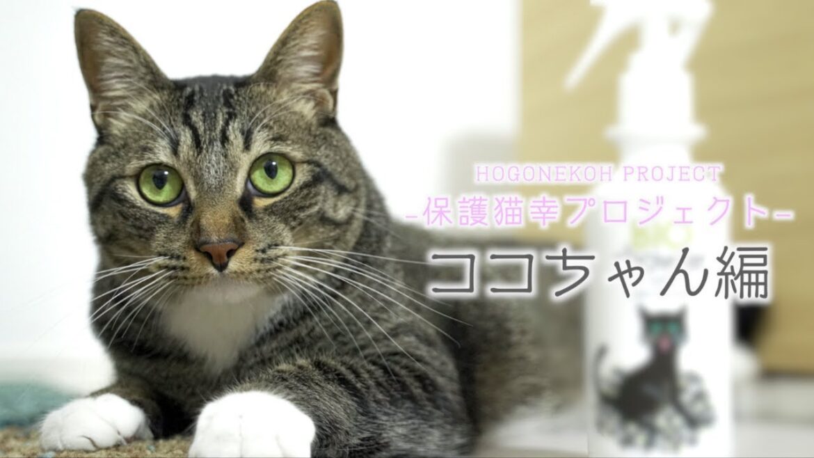 【保護猫幸プロジェクト】スタッフ保護猫ちゃん紹介「ココちゃん編」