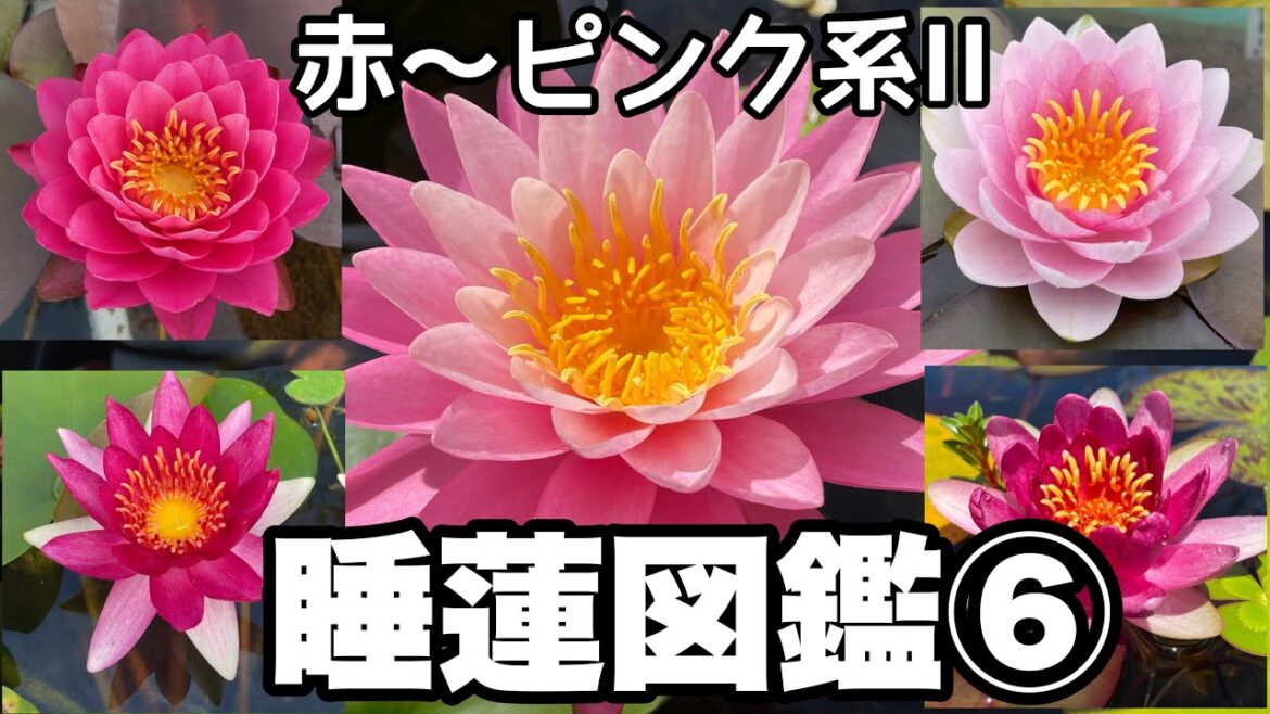 【睡蓮図鑑⑥】睡蓮選びに迷ったら必ず見て下さい！ピンク～赤系睡蓮　種類別睡蓮の特徴が良く分かる！　メダカ睡蓮ビオトープ