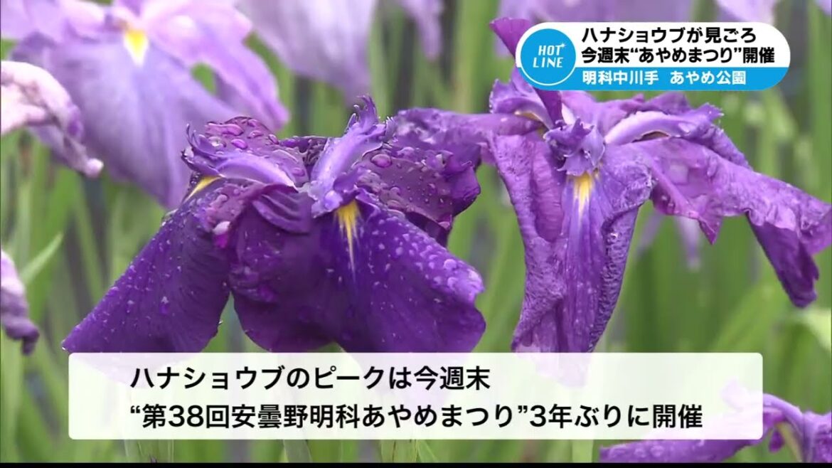 ハナショウブが見ごろ 2022/06/15