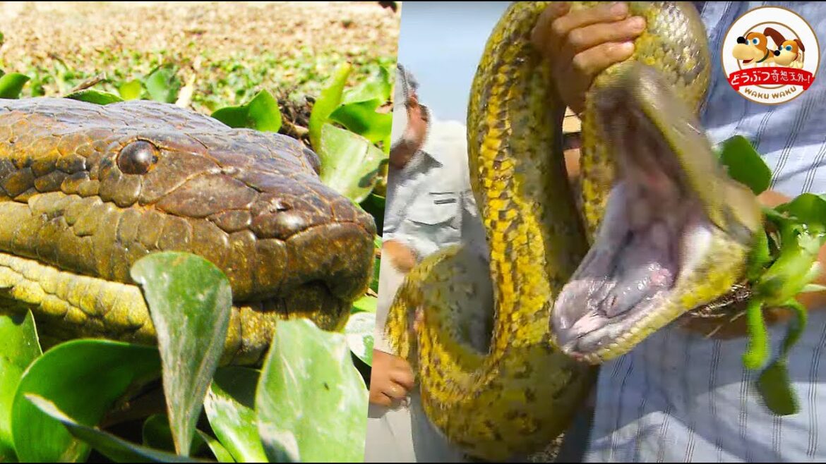 【危険生物】カピバラも丸呑み…世界最大のヘビ・アナコンダを素手で捕獲する衝撃映像！ワニも潜む南米の湿地帯で徹底調査（前編）【どうぶつ奇想天外／WAKUWAKU】