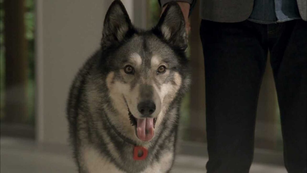 役所広司 唐沢寿明 CM ダイワニャン その3 大和ハウス