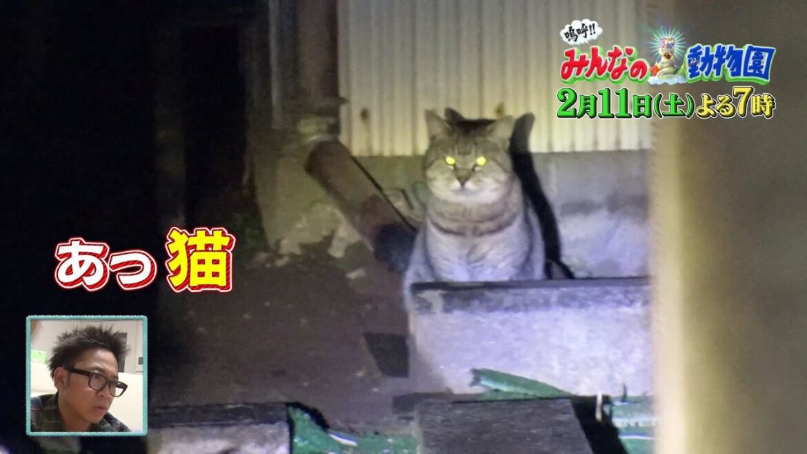 【嗚呼!!みんなの動物園 2月11日土曜よる7時放送】タイムリミットは18時間！見つけなければ報酬ゼロの猫探偵！！さらに相葉くんはワンちゃん2匹をトリミング！