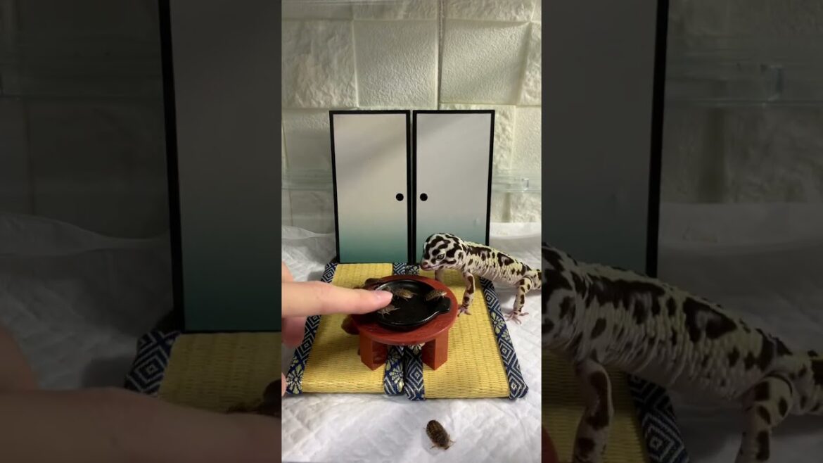 もうこのトカゲ、野生じゃ生きていけない…