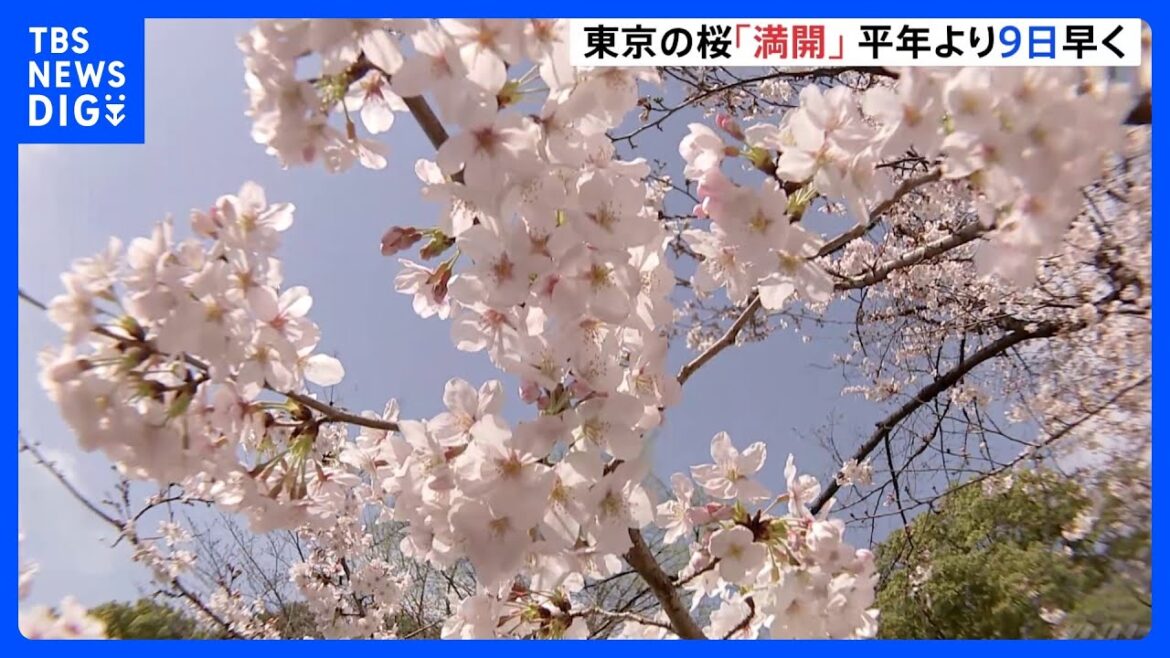 【速報　桜開花状況】東京の桜が「満開」 平年より9日、去年より5日早い「満開」｜TBS NEWS DIG