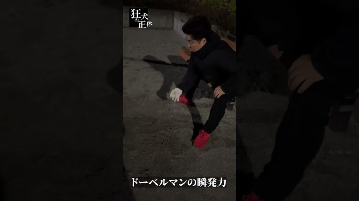 ドーベルマンの瞬発力