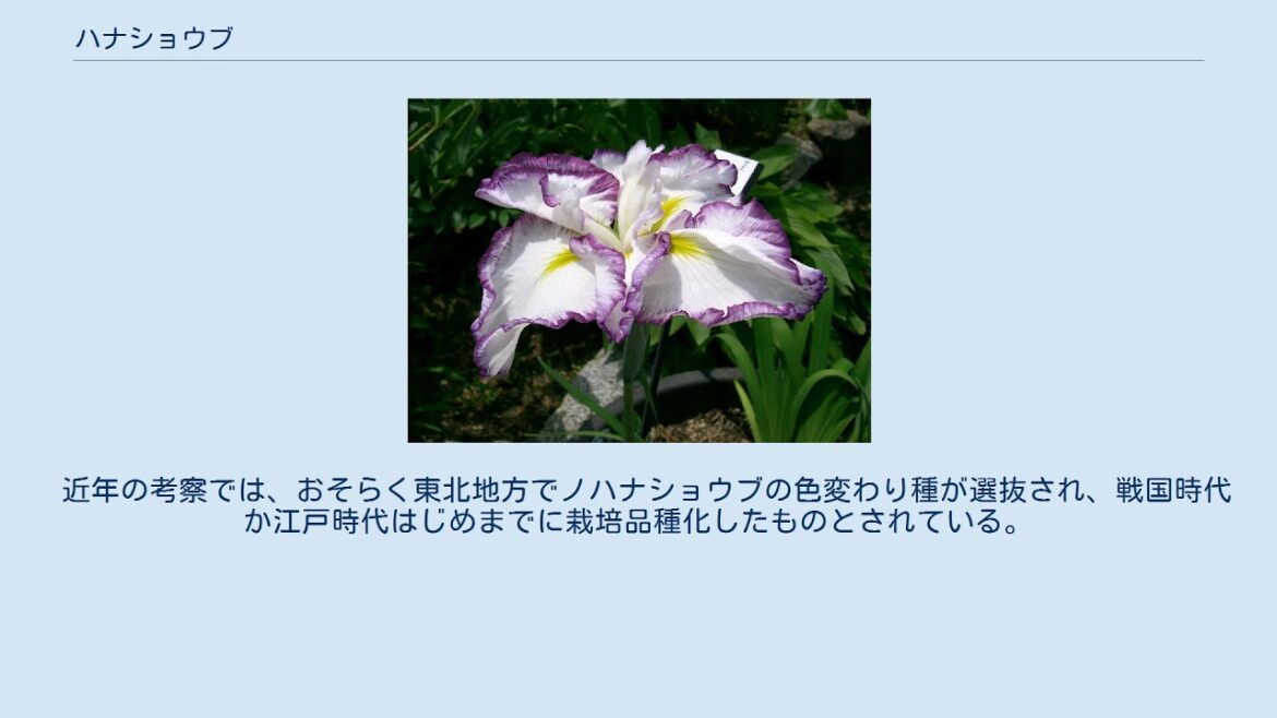 ハナショウブ
