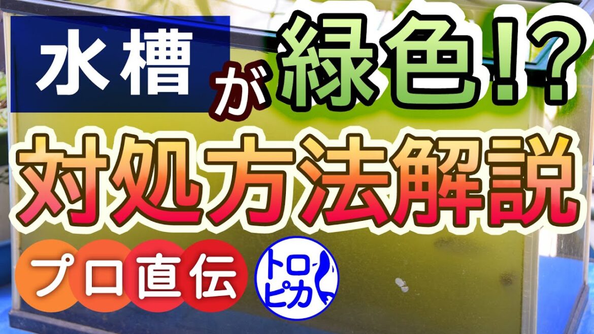 熱帯魚水槽が緑色に！？透明で濁りのない水槽にするには！除去方法教えます
