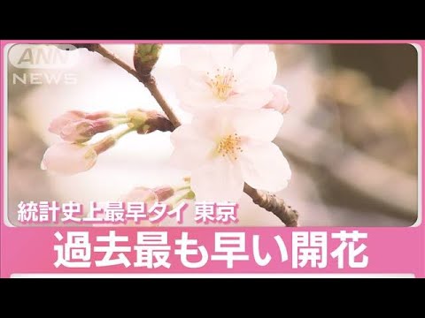 【速報】東京の「ソメイヨシノ」全国トップで開花 統計史上最早タイ 気象庁(2023年3月14日) 【速報】東京の「ソメイヨシノ」全国トップで開花 統計史上最早タイ 気象庁(2023年3月14日)