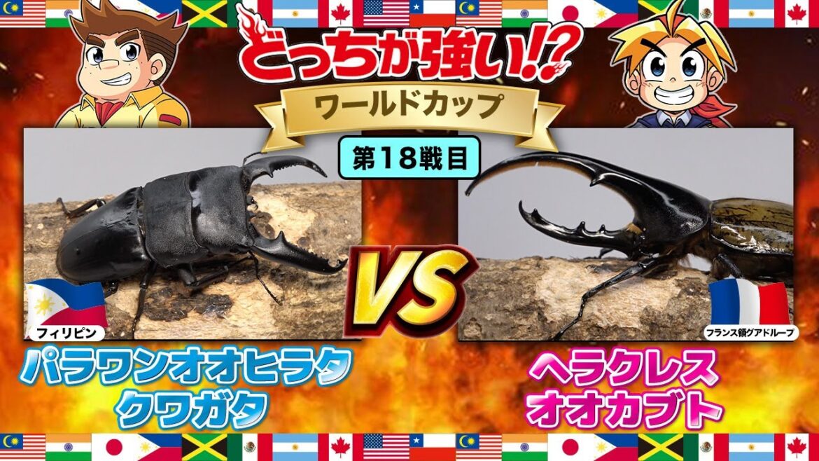 【どっちが強い!? ワールドカップ編 】昆虫バトル 第18戦目　パラワンオオヒラタクワガタVSヘラクレスオオカブト