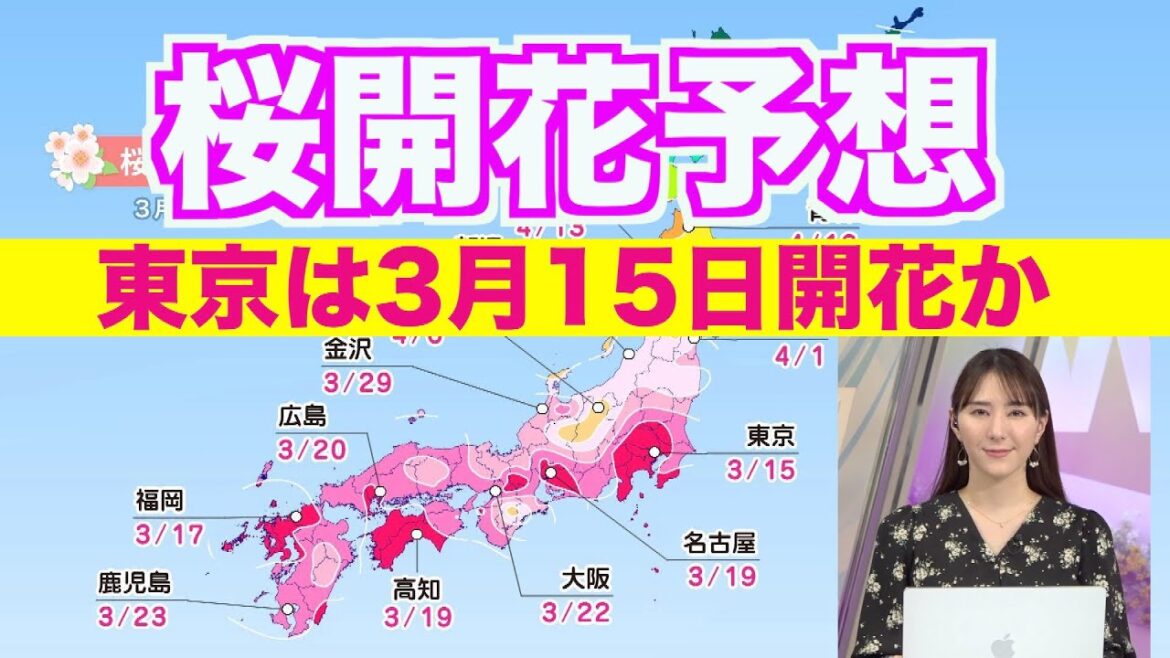 ＜2023年第五回 桜開花予想＞高温傾向で東京は来週3月15日開花か 満開も早い予想
