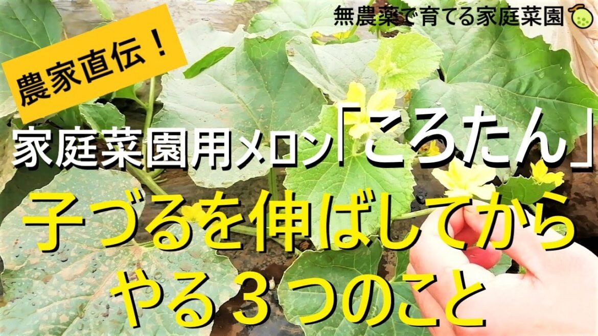 メロン栽培🍈孫づる処理～人工授粉・追肥まで詳しく解説！【有機農家直伝！無農薬で育てる家庭菜園】　22/6/21