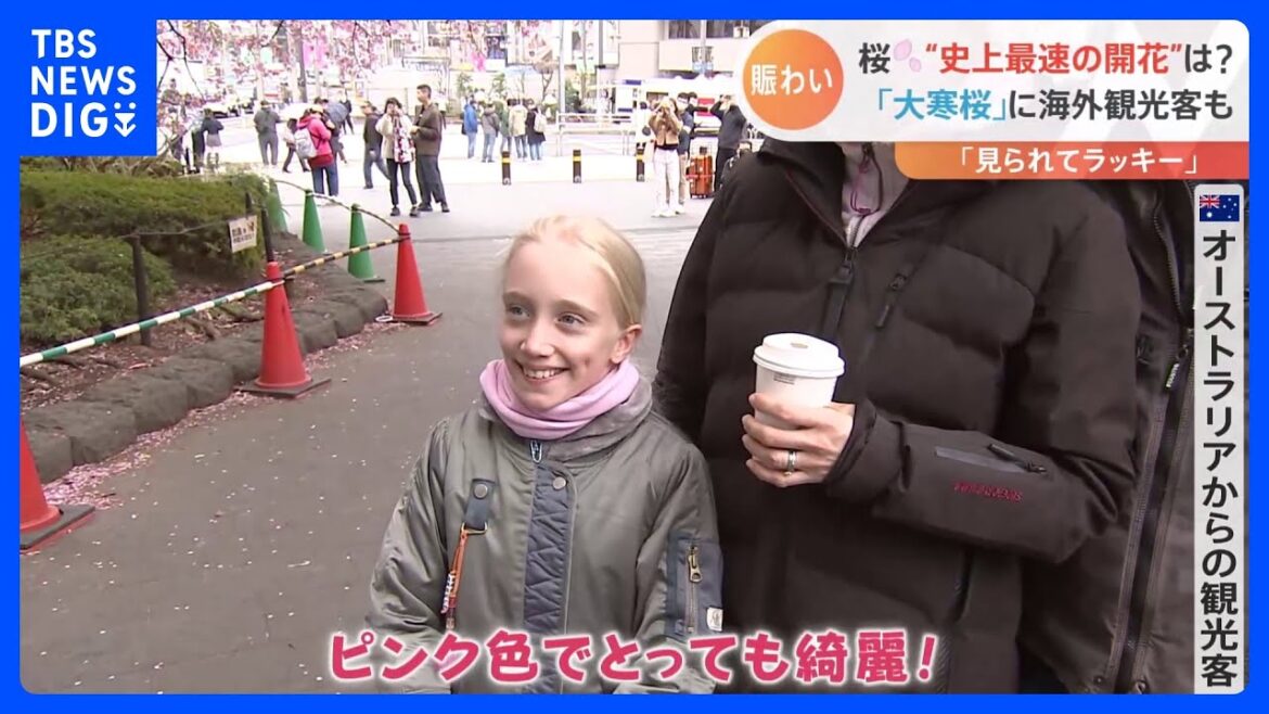 桜の開花間もなく!“幻想的空間”に“桜満開のバス”まで「テンション上がる」最新“花見スポット”ご紹介!|TBS NEWS DIG 桜の開花間もなく!“幻想的空間”に“桜満開のバス”まで「テンション上がる」最新“花見スポット”ご紹介!|TBS NEWS DIG
