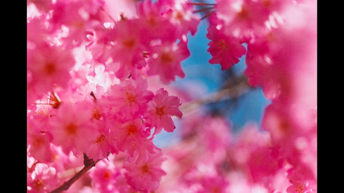 桜 / sakura