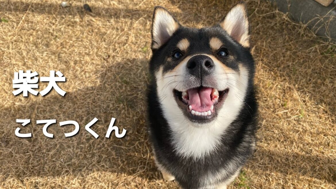 柴犬　こてつくん【Shiba Inu】