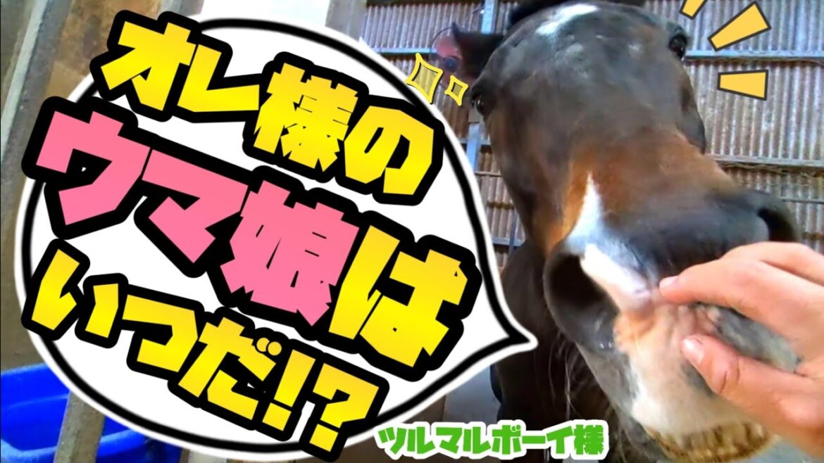 ウマ娘のストーリーに出る、ヒシミラクル様と宝塚記念で熱い激闘を繰り広げたG1馬がCygames様に言いたい事があるようです。【ツルマルボーイ様のシモベ】 ウマ娘のストーリーに出る、ヒシミラクル様と宝塚記念で熱い激闘を繰り広げたG1馬がCygames様に言いたい事があるようです。【ツルマルボーイ様のシモベ】