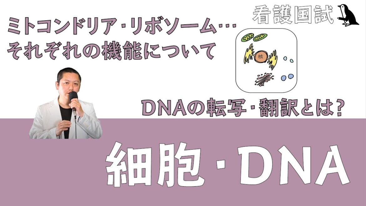 【看護国試】ミトコンドリアの役割は？