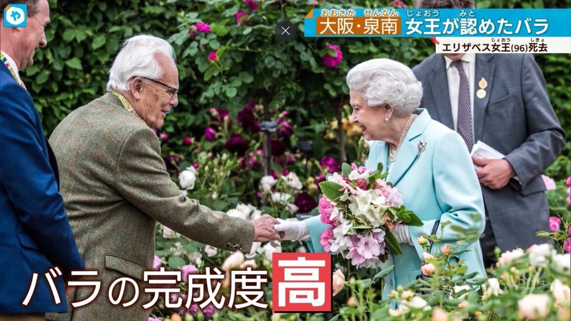 エリザベス女王死去 女王が愛した、大阪・泉南の高貴なバラ エリザベス女王死去 女王が愛した、大阪・泉南の高貴なバラ