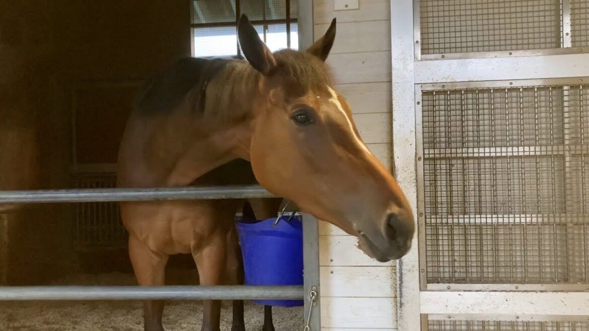 メイケイエールの最新映像！セントウルステークス目前、栗東トレセンでの様子をお届けします