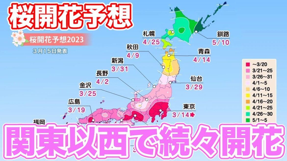 桜開花予想　関東以西で続々開花　東京は来週には満開に