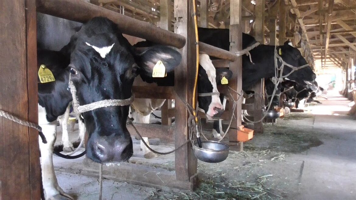 牛乳を廃棄　続く停電、畜産業を直撃　台風１５号