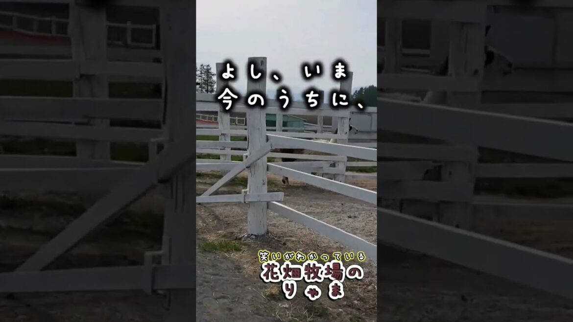 逃走！花畑牧場のリャマに敗北#shorts #horrorstory #北海道 #animals