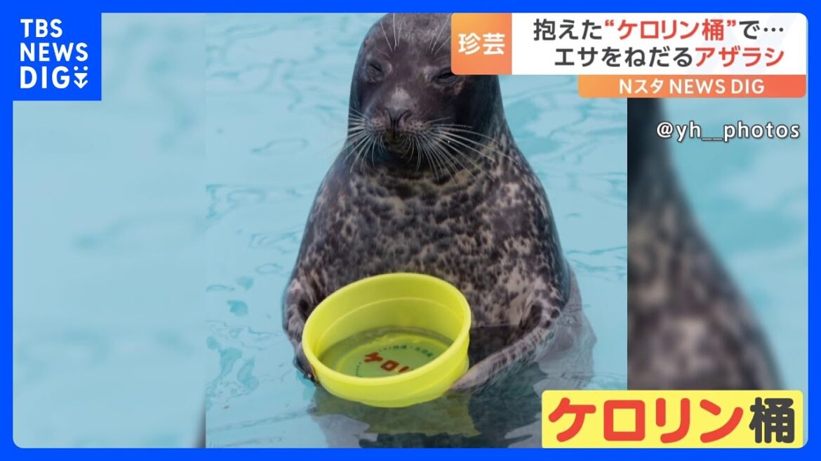「アピールするのはいいけど…」ケロリン桶を抱えるアザラシが“かわいすぎる”と話題に｜TBS NEWS DIG