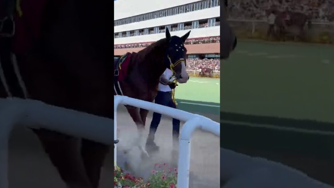 【札幌記念2022】お客さんに愛想振り撒きながら歩くジャックドール　#shorts