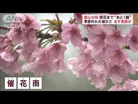 【史上最早の発表か】東京 桜開花まで“あと1輪” 季節外れの暖かさ(2023年3月13日) 【史上最早の発表か】東京 桜開花まで“あと1輪” 季節外れの暖かさ(2023年3月13日)